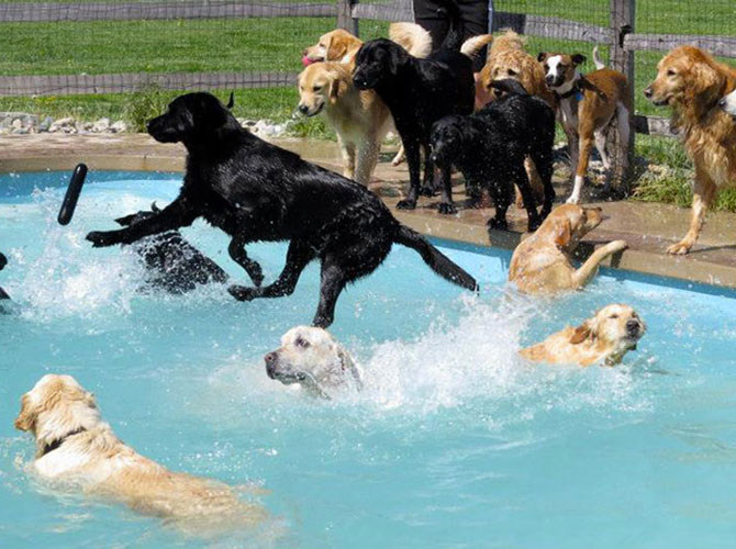piscina cani
