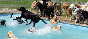piscina per cani