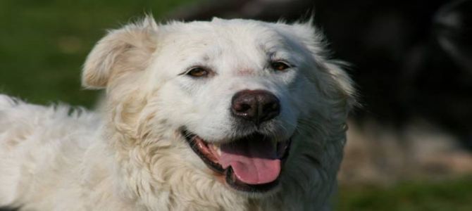 La Lega del Cane di Ferrara cerca fondi per il suo progetto