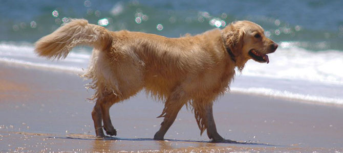 I cani al mare? In Puglia sono i benvenuti