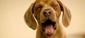 sbadiglio contagioso