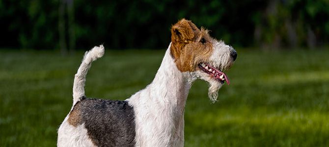 Stripping per i cani: quando farlo e perché