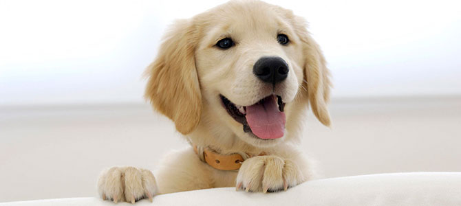 un giorno da cani 1