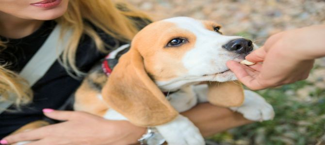 Lo xilitolo è dannoso per i nostri cani