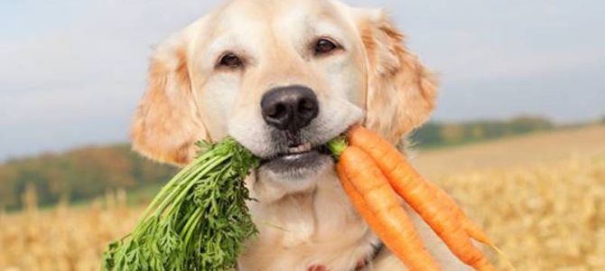 Cane dieta