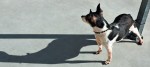 Cane fuori