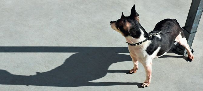 Cane fuori