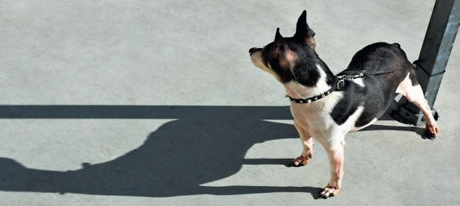 Torino, niente supermercato per Fido