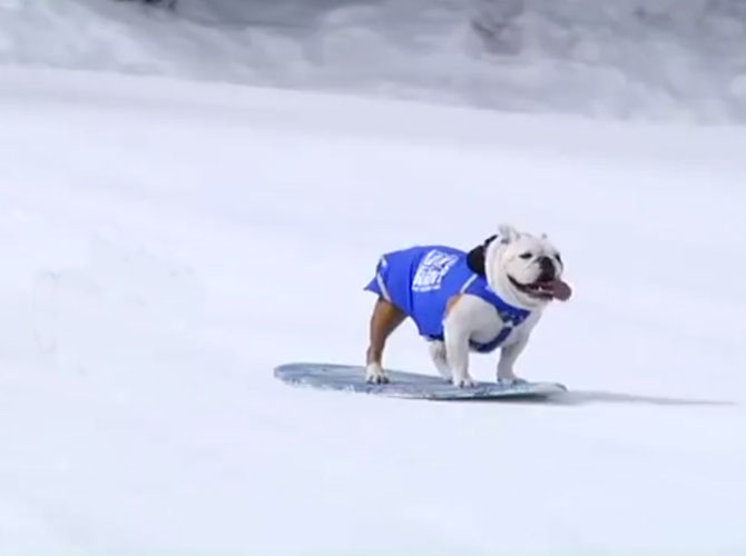 Snowboard? Uno sport da cani