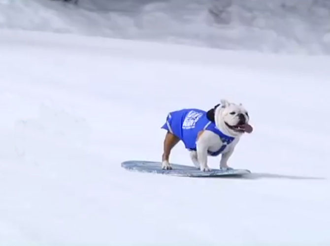 Snowboarding cane