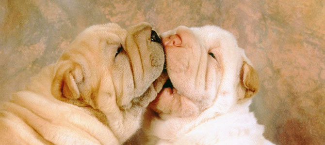 altro cane