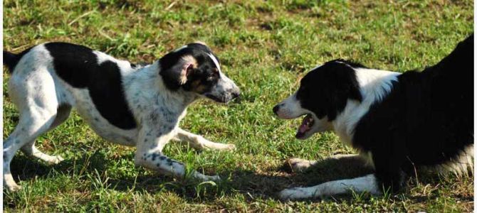 Animal Family, il nuovo asilo diurno per cani