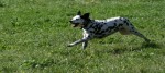 area cani