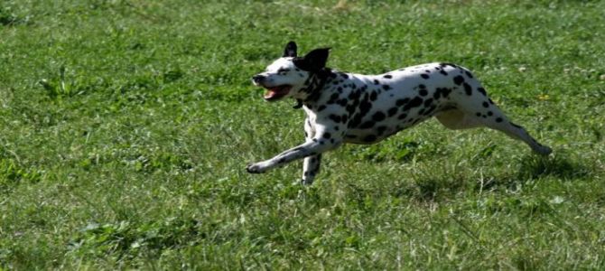 Area cani a 5 stelle al Parco Sempione di Milano