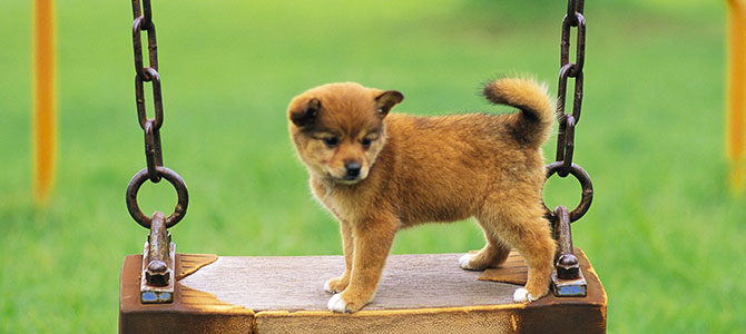 Aree verdi non interdette ai cani