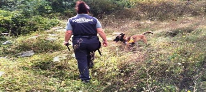 In Italia è lotta contro l’avvelenamento dei cani