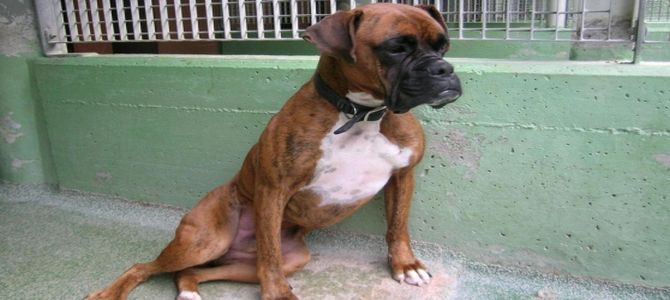 boxer