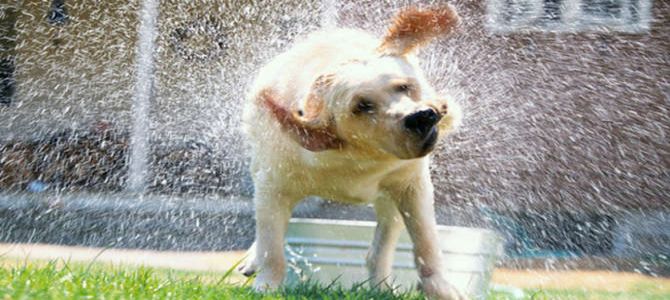 cane accaldato