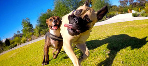 cane animale sociale