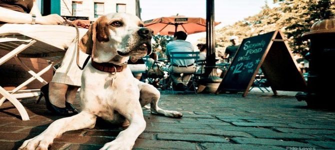 Napoli, città dove i cani sono i benvenuti