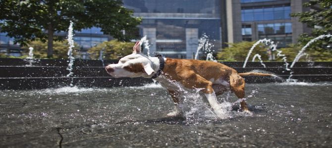 cane caldo