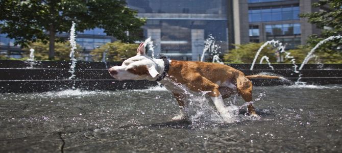 Attenzione, anche i cani soffrono il caldo