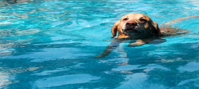 Il nuoto, toccasana anche per i cani