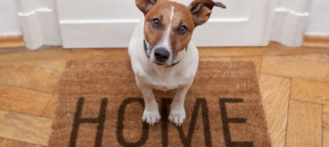 Un corso per educare i cani di città