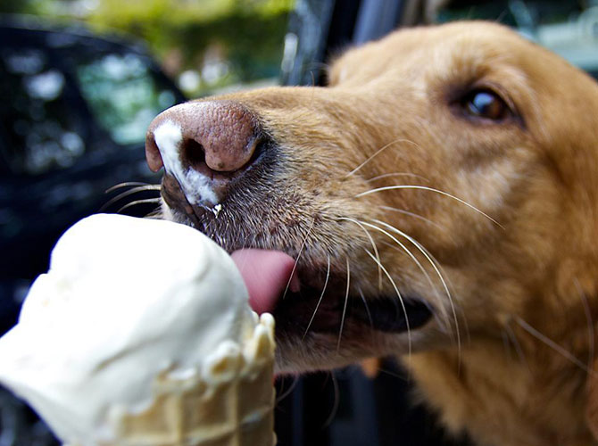 cane gelato
