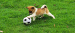 cane gioco
