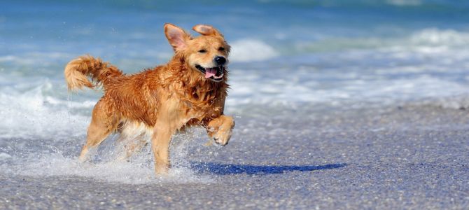 Le 15 spiagge migliori per i cani