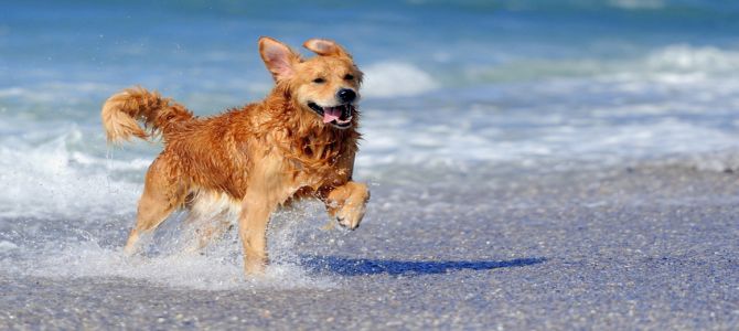 cane in spiaggia