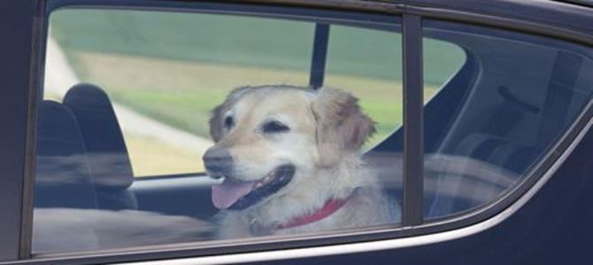 Salvato cane chiuso in macchina