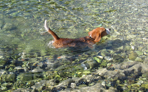 A Sanremo, corsi di nuoto per Fido