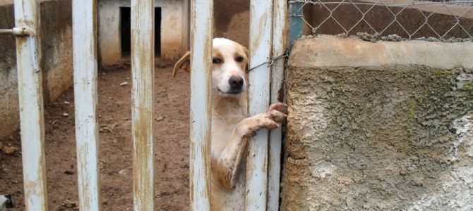 Scoperta una casa con 276 cani