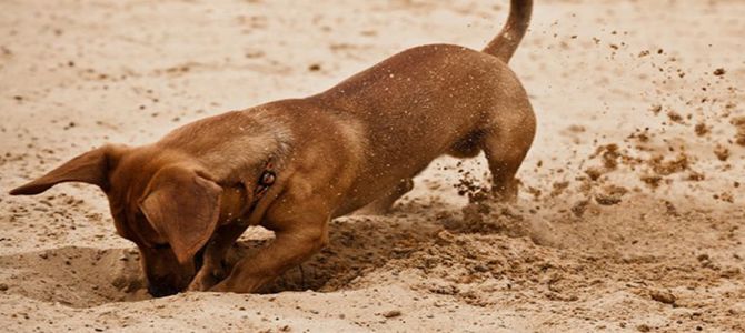 Perché i cani amano scavare le buche?