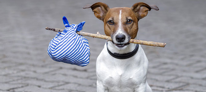 Che cosa fare quando si trova un cane smarrito