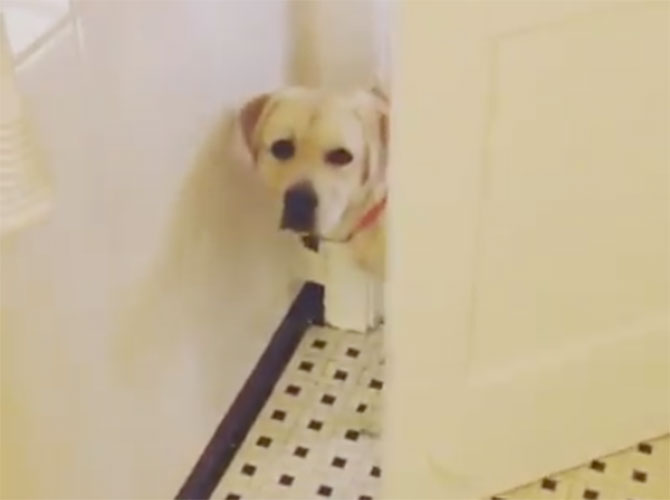cane stalker