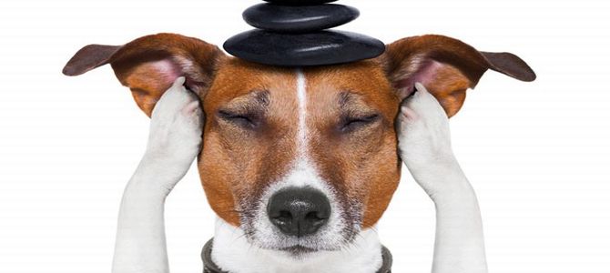 cane stressato