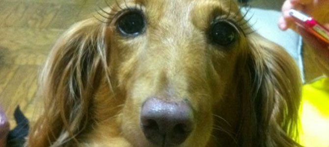 cane toelettatura