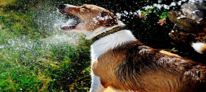 Per therapy, un elisir di lunga vita