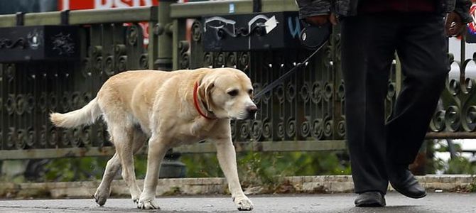 Foligno contro le deiezioni dei cani