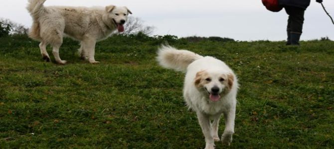 Tutti a Mestre, per Una festa da cani