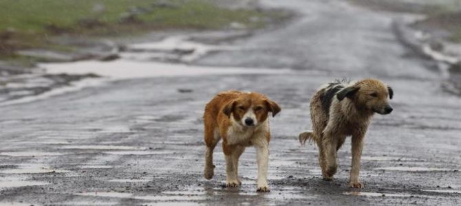 Comuni e ASL responsabili dei cani randagi