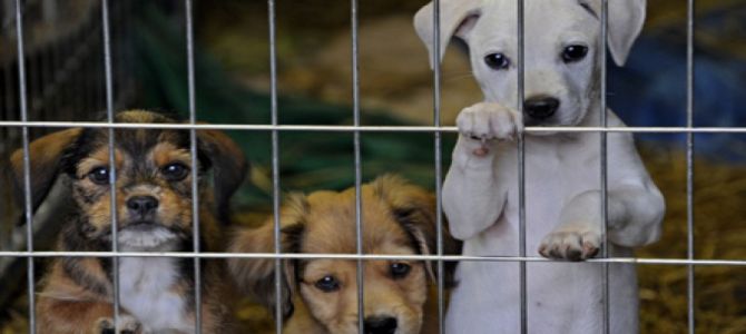 Il canile di Rimini contro l’abbandono degli animali