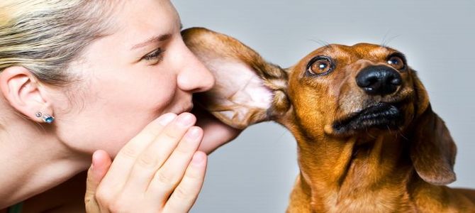 Poche chiacchiere, siamo cani!