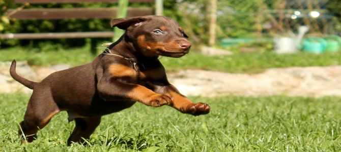 cuccioli aggressivi