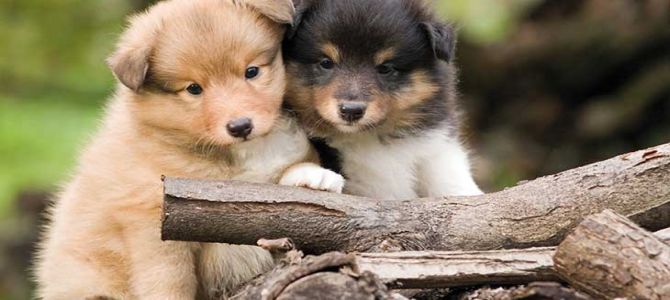 cuccioli