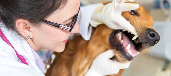 dentista cani