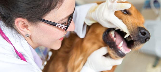 Anche Fido ha bisogno del dentista